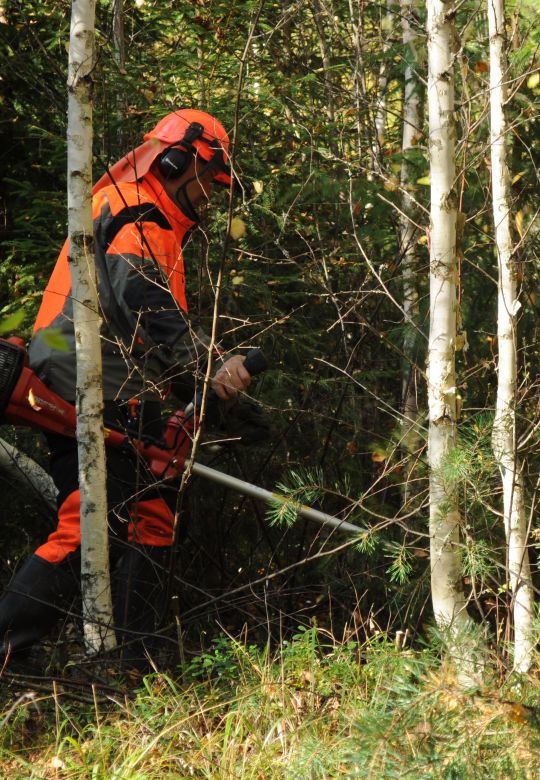 Hakkuualueen ennakkoraivaus