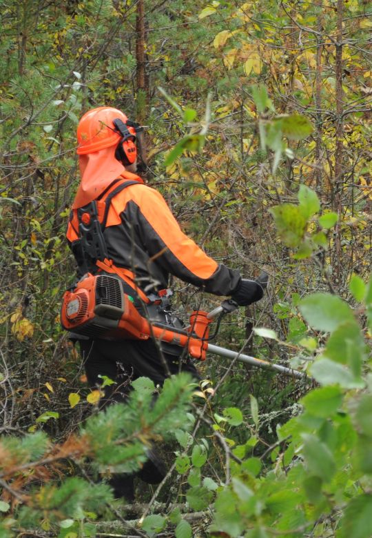 Taimikonhoitopalvelu: alkaen hinnat