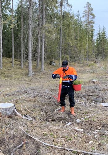 Metsänuudistaminen: taimet istutettuna maahan (kuusi tai mänty)