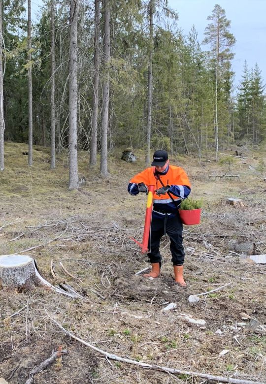 Metsänuudistaminen: taimet istutettuna maahan (kuusi tai mänty)