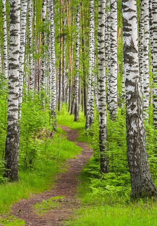 Neuvonta ja metsäomaisuus