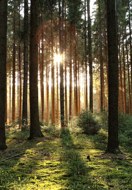 Uudistuskypsä metsä