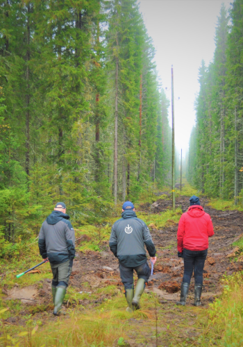 Metsäkäynti oman metsäasiantuntijan kanssa (2 h)