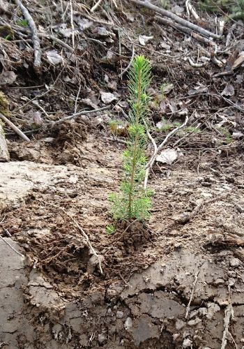 Metsänuudistaminen: muokkaus ja taimet (kuusi tai mänty)