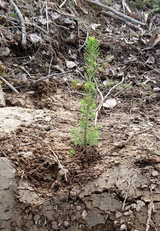Metsänuudistaminen: muokkaus ja taimet (kuusi tai mänty)