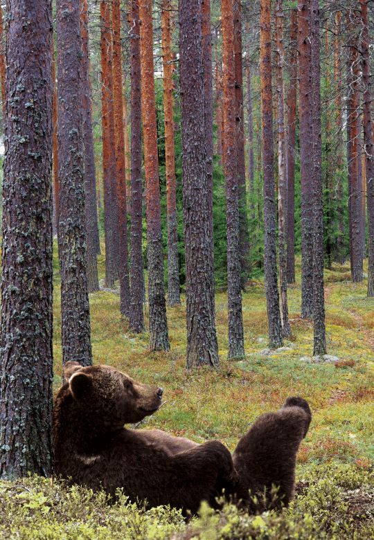 Metsäveropalvelu